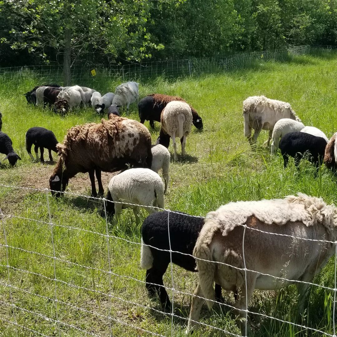 grazing grazing